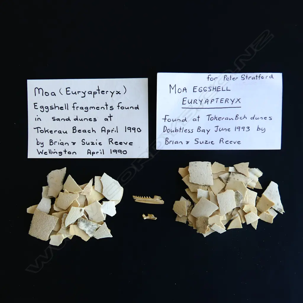 A collection of moa eggshell fragments, Image 1++